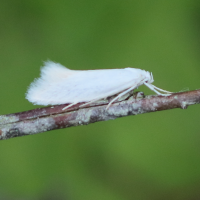 elachista_argentella2bd (Elachista argentella)