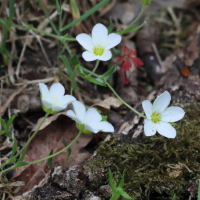 arenaria_montana5bd (Arenaria montana)