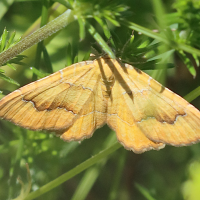 camptogramma_bilineata9bd (Camptogramma bilineata)