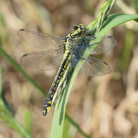 gomphus_vulgatissimus3bd