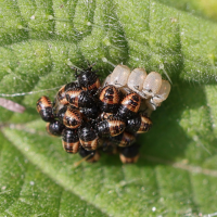 dolicoris_baccarum_juv1md (Dolycoris baccarum)