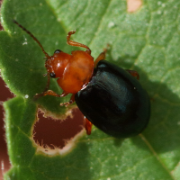podagrica_fuscicornis3md