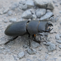 dorcus_parallelipipedus8bd (Dorcus parallelipipedus)