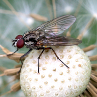 Hylemya vagans (Mouche)