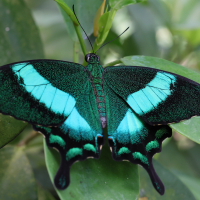 papilio_palinurus5md