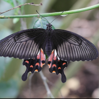 papilio_polytes4mdjpg