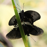 papilio_polytes5md