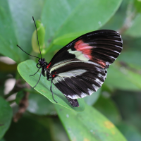 heliconius_erato2md