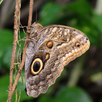 caligo_telamonius_memnon4md (Caligo telamonius ssp. memnon)