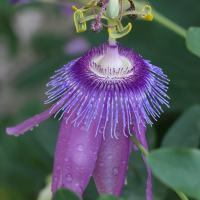 Passiflora amethystina (Passiflore améthyste, Passiflore violette)