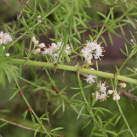 asparagus_aethiopicus7md (Asparagus aethiopicus)