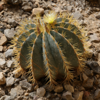 Ferocactus glaucescens (Cactus)