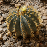 ferocactus_glaucescens1md