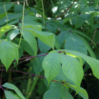 aesculus_parviflora6md (Aesculus parviflora)