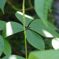 aesculus_parviflora7md (Aesculus parviflora)