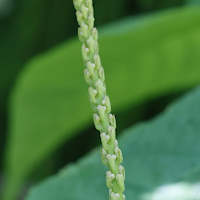 aesculus_parviflora8md (Aesculus parviflora)