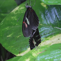 heliconius_erato3md