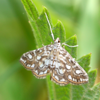 elophila_nymphaeata1md (Elophila nymphaeata)