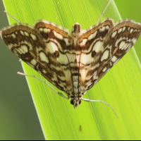 elophila_nymphaeata6bd (Elophila nymphaeata)