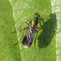 poecilobothrus_nobilitatus6bd