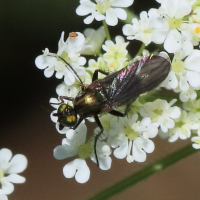 Hercostomus nigripennis (Mouche)