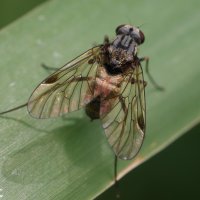 chrysopilus_cristatus4md (Chrysopilus cristatus)