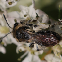Andrena proxima (Andrène rapprochée)