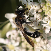 andrena_proxima2md (Andrena proxima)