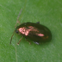 crepidodera_aurea1md (Crepidodera aurea)