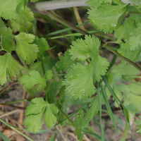 coriandrum_sativum2md (Coriandrum sativum)