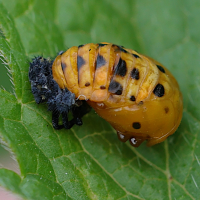 coccinella_septempunctata_nymph1md (Coccinella septempunctata)