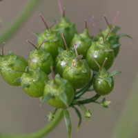 coriandrum_sativum6md (Coriandrum sativum)