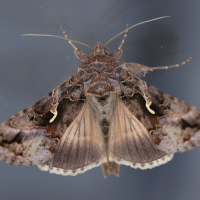 autographa_gamma7md (Autographa gamma)