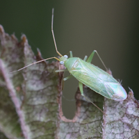 Orthotylus prasinus (Punaise)