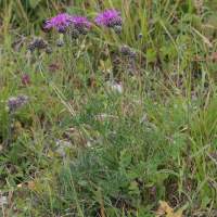 Centaurea scabiosa (Centaurée scabieuse)