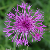 centaurea_scabiosa3md (Centaurea scabiosa)