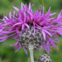 centaurea_scabiosa4md (Centaurea scabiosa)