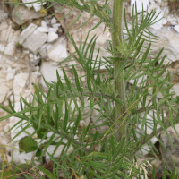 cirsium_eriophorum3md