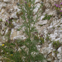 cirsium_eriophorum7md (Cirsium eriophorum)