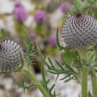 cirsium_eriophorum8md