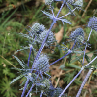 eryngium_planum3bd