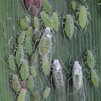 hyalopterus_pruni6md