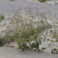 Lepidium latifolium (Grande passerage, Passerage à feuilles larges)