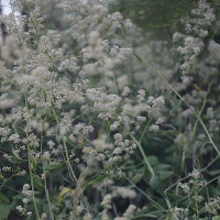 lepidium_latifolium2md