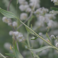 lepidium_latifolium3md