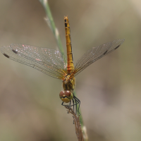 sympetrum_sanguineum8md (Sympetrum sanguineum)