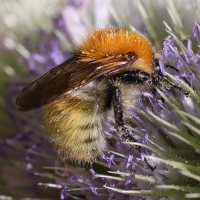 bombus_pascuorum4mdjpg (Bombus pascuorum)