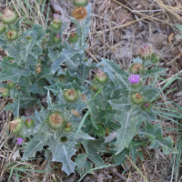 Onopordum acanthium (Onopordon faux-acanthe)