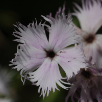 dianthus_hyssopifolius2md (Dianthus hyssopifolius)