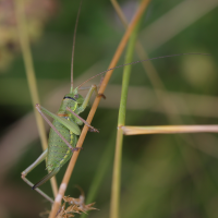 ephippiger_diurnus_juv1md (Ephippiger diurnus)